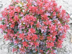 Барбарис Тунберга "Багателль"(Berberis thunbergii "Bagatelle")